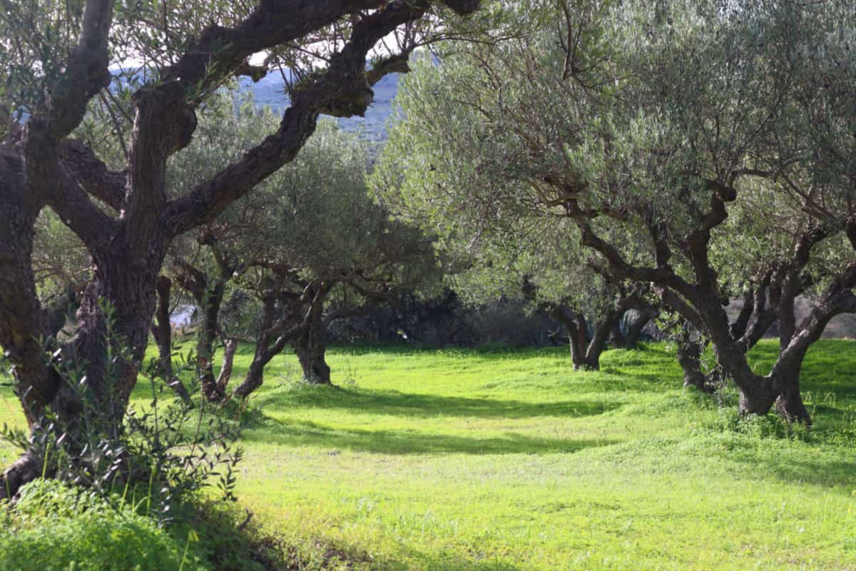 Chania olive oil tasting: gnarled olive trees with silver-green leaves standing in a sunlit Cretan grove above bright green grass, with blue hills in the distance