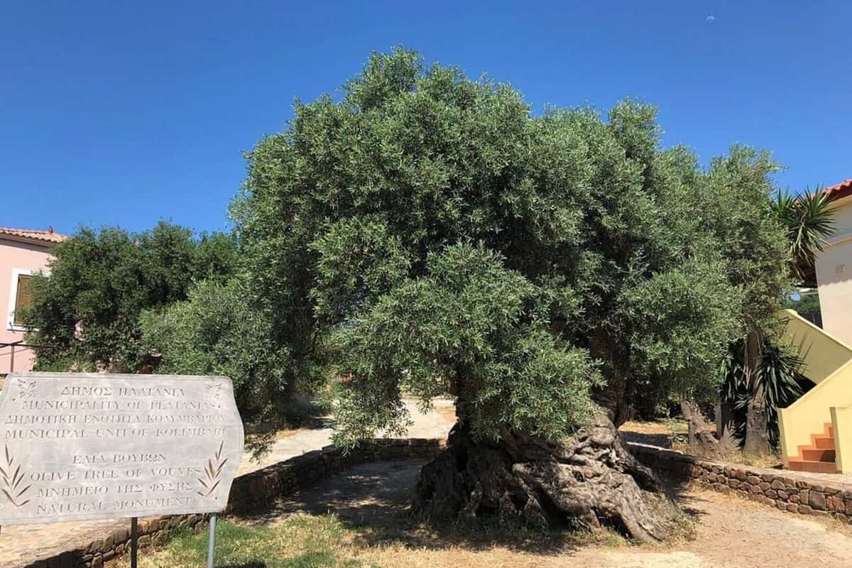 Chania olive oil tasting: the gnarled trunk and wide green crown of the ancient Olive Tree of Vouves in Ano Vouves, Crete, with a low stone ring wall and a marble monument sign in front under a deep blue sky