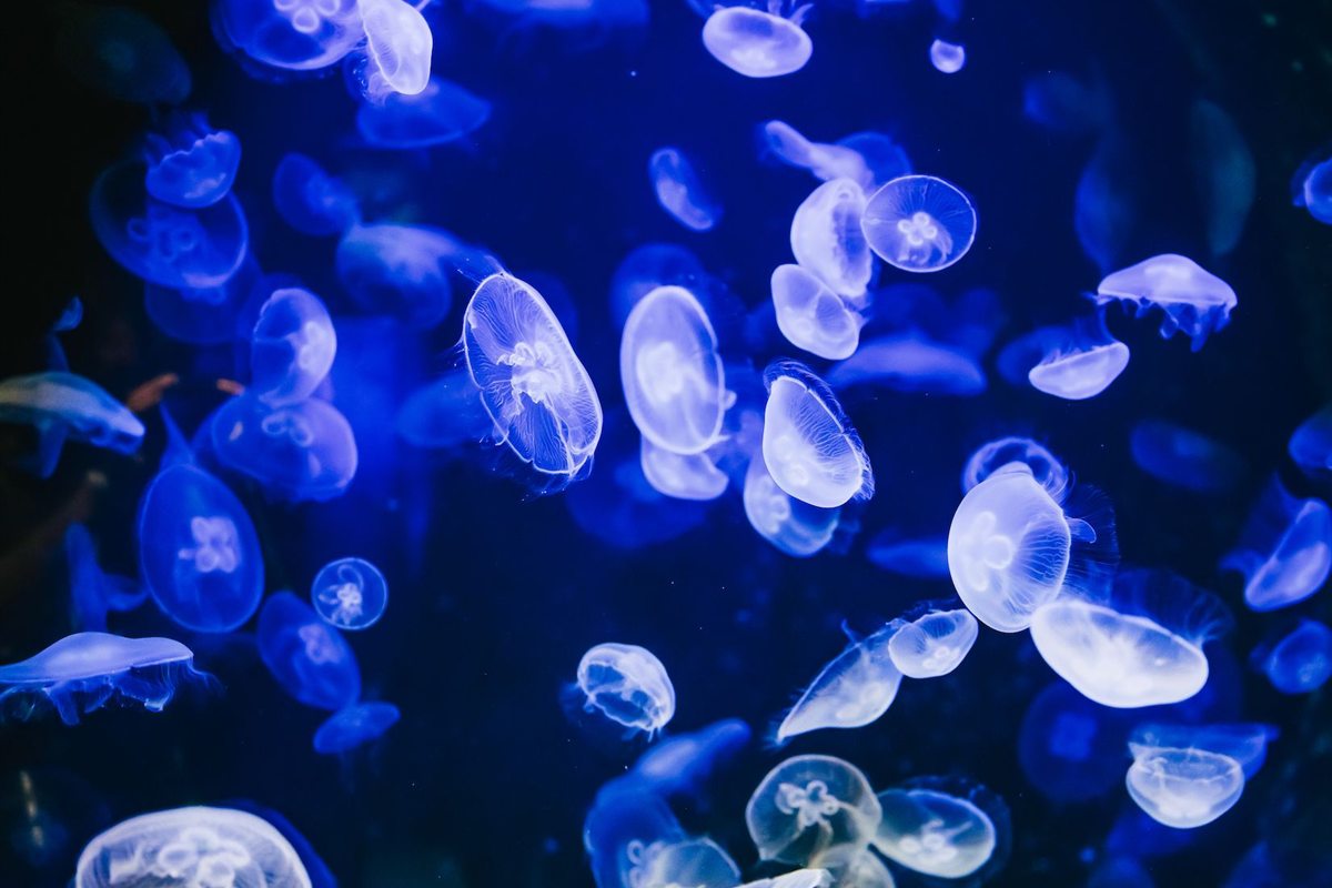 Cretaquarium tickets: a tank of translucent jellyfish with pale rounded bells and white ring markings drifting through dark water lit in deep electric blue