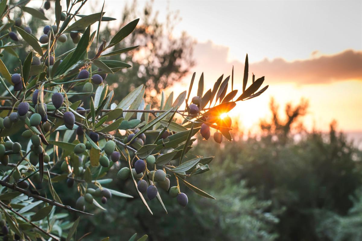 Halkidiki day trip from Thessaloniki: a branch of an olive tree with green and dark purple olives and narrow silver-green leaves, with the low sun shining through the leaves against a soft orange and blue sky