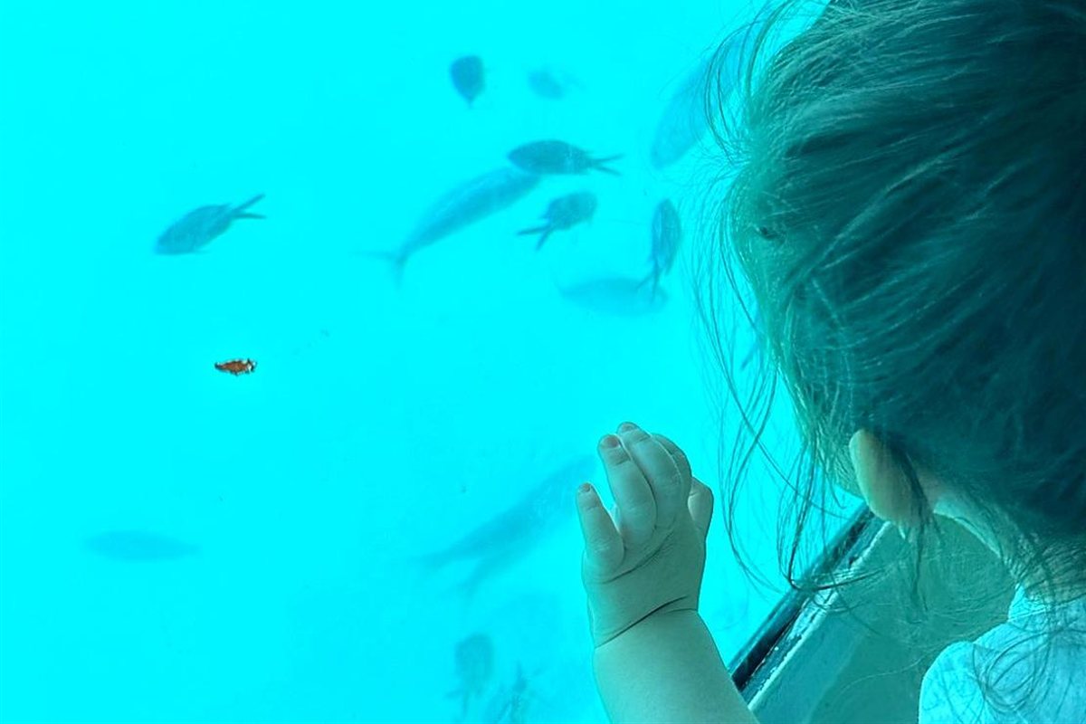 Kos glass bottom boat: grey fish and one small orange fish swimming in bright turquoise water seen through the underwater window, with a child's hand resting on the glass