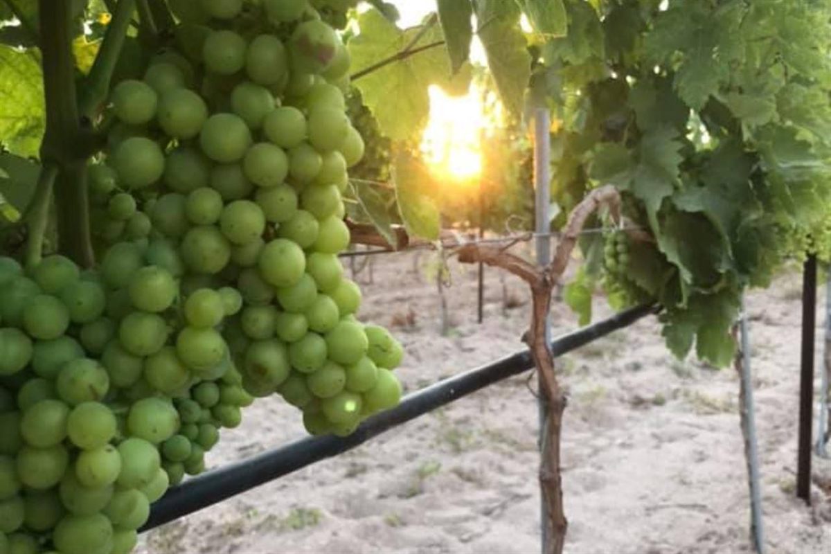 Kos wine tasting: a heavy bunch of round green grapes hanging from a vine in a Kos vineyard, with low golden sun glowing through the leaves above sandy soil and a black irrigation pipe