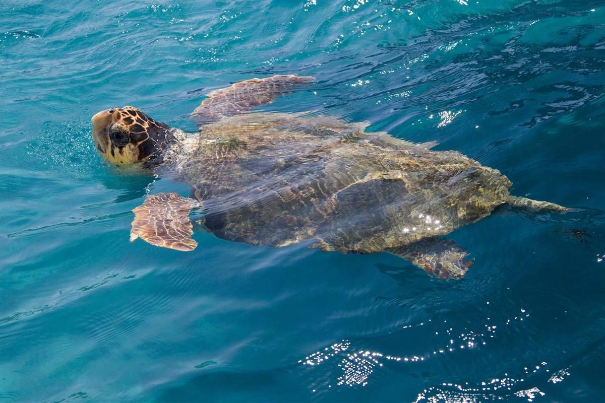 Marathonisi turtle island tour: a loggerhead turtle with a yellow-brown head and patterned flippers surfacing to breathe in clear blue-green water, with sunlight sparkling on the small ripples around it