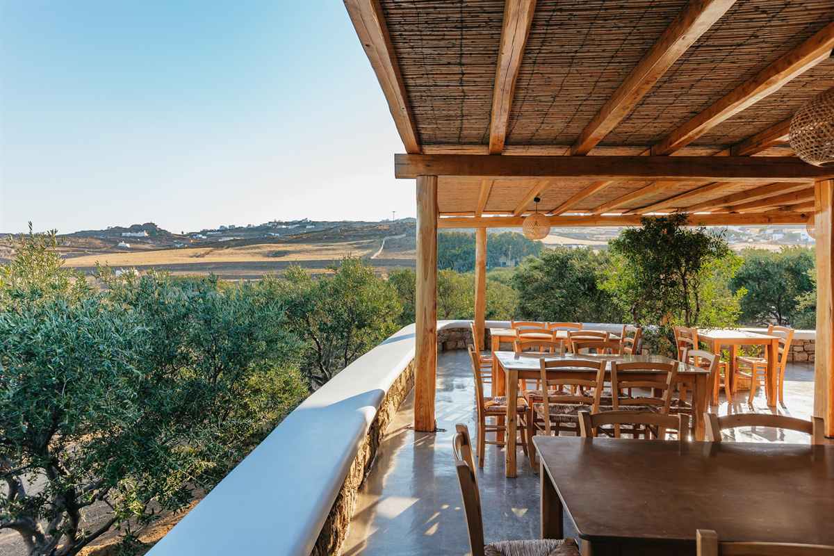 Mykonos wine tasting: wooden tables and rush-seat chairs set out under a reed-roofed pergola on a farm terrace, with olive trees below and the dry golden hills of Mykonos beyond under a clear blue sky