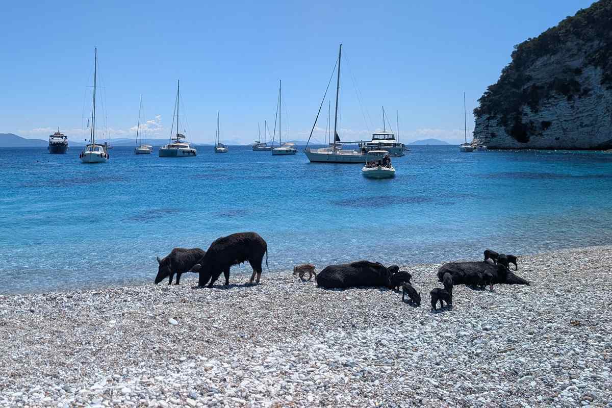 Nydri pig island cruise: black pigs and small piglets walking and resting on a white pebble beach beside bright blue water, with sailing yachts anchored in the bay and a pale cliff topped with green shrubs under a clear sky