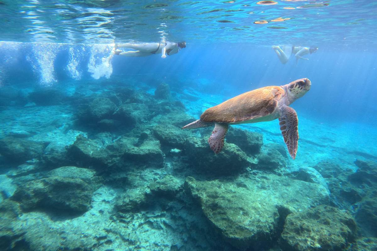 Paphos turtle snorkeling: a brown sea turtle with a patterned shell and flippers swims over a rocky reef in clear blue-green water, with two snorkellers floating near the surface behind it and sunlight rippling above