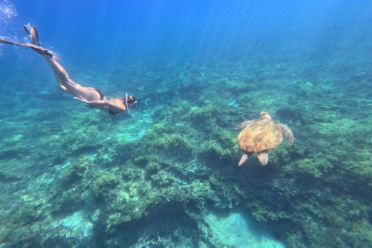 Paphos turtle snorkeling: a snorkeller in a mask and fins swims down through deep blue water towards a brown sea turtle resting above a rocky seabed covered in green seaweed